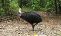 거대 조류 화식조, 사육사 살해 넘어진 틈에 공격…10cm 발톱+몸무게 60kg 육박