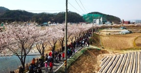 제18회 반곡관설동 주민화합 원주천 벚꽃길 걷기대회 성황리 개최
