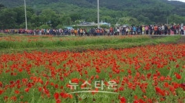 하동 북천 꽃양귀비 축제에서 추억 만드세요
