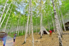 만해문학박물관, 자작나무 숲과 함께하는 문화답사 연중 운영