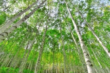 만해문학박물관, 자작나무 숲과 함께하는 문화답사 연중 운영