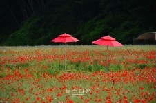 제12회 원주 용수골 꽃양귀비 축제 개최