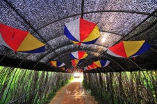 제12회 원주 용수골 꽃양귀비 축제 개최