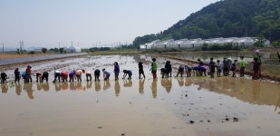 평택시, 진위초등학교 모내기 체험활동 지원