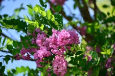 분홍 아카시아 꽃의 아름다움