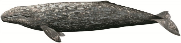 우리바다 동해(東海)에는 어떤 고래들이 살고 있을까?