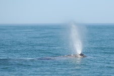 우리바다 동해(東海)에는 어떤 고래들이 살고 있을까?