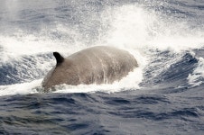 우리바다 동해(東海)에는 어떤 고래들이 살고 있을까?