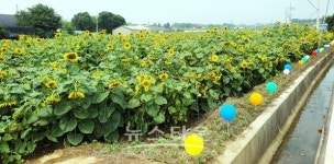 정읍 감곡면, 진교마을 해바라기 축제 성황