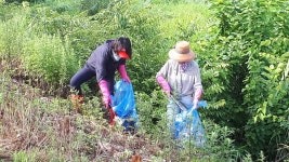 원주시 소초면 새마을회 학곡천 환경정화활동 펼쳐