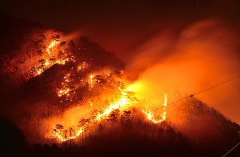 인제군, 산불피해지역 '산림 복구방안' 본격화