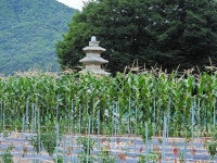 흥법사지삼층석탑 원주시는 국가보물(寶物)을 고물(故物)로 취급하나