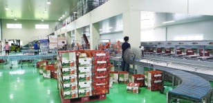 횡성 토마토, 전국친환경농산물품평회서 엄지척