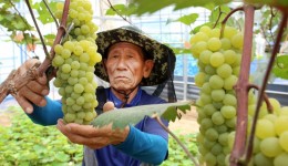 인제군, 씨 없는 삼색포도 본격 출하