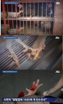 닭발, 이제야 검사 강화…피부병의 원인 변+설사 비위생적 환경 조성돼