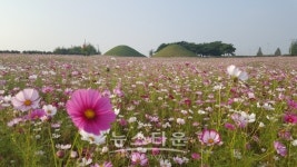 나주의 코스모스 길, 가을 정취에 흠뻑