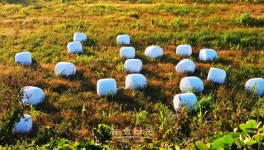 횡성군 유산균 접종으로 안전한 고품질 조사료 생산