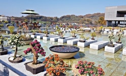 충주시농업기술센터, 650여점의 다양한 국화작품 전시