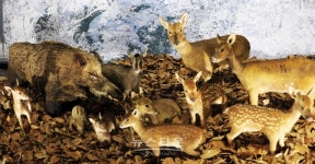 치악산국립공원 야생동물 특별 보호기간운영