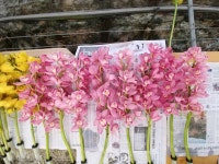 공주産 국산 품종 양란 심비디움 수출길 올라