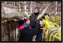 인제 용대리 황금빛 명작 명태 덕걸이 시작