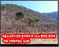 원주시, 소나무재선충병단속 후 보름간 미적미적?