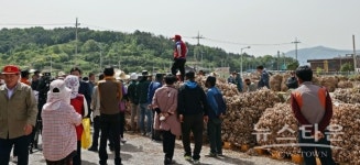 전국 최대 주산지 고흥 마늘 아시죠 ?  첫 산지 경매 시작