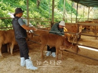 하동군, 수해 축산농가에 긴급 의료서비스 지원