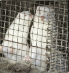 덴마크 변종 코로나로 1700만 마리 밍크 도살