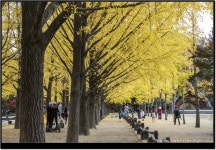 코로나 블루 극복엔 남이섬 가을숲에서 처방