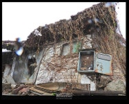 원주 반계리 은행나무 양지와 음지