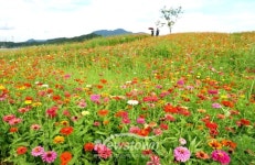 충주시, 탄금공원 오색 백일홍 만개...힐링 공간 제공