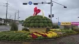 포항시, APEC 정상회의 대비 손님맞이 가로경관 조성 완료