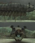 오파바니아란? 5억년전 살았던 눈 5개 달린 고생물
