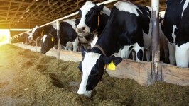 소-돼지 가축 , 인지-공감 능력 높다…연구