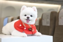 국내 항공업계, 반려동물 서비스 경쟁 치열