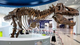 국립과천과학관, 세계 최대 크기 티라노 스코티 전시