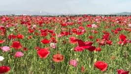 천만송이 양귀비꽃 피어나는 日 오카야마현 가사오카 베이팜