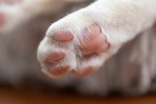 말랑말랑~ 고양이 발바닥은 왜 이렇게 폭신할까?