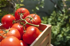 토마토 농사도 AI가 거든다…日 연구진 신기술 발표