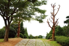 천 년을 하루같이…길 따라 안면송 향이 그윽하네