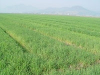 <여행>차창 너머 펼쳐지는 초록의 보리밭-보성 득량만