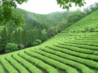 <여행>차창 너머 펼쳐지는 초록의 보리밭-보성 득량만