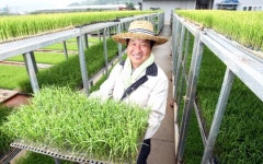 아버지 혼 깃든 200만평 간척지...그곳에 친환경 쌀 쑥쑥 큽니다