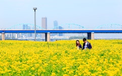 [포토] 반포 서래섬으로 유채꽃 구경 오세요~