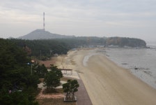 13만여그루 솔숲 살리자…자연적 치유법 시도