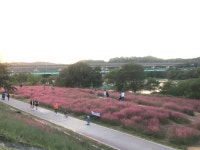 금강 수놓은 분홍 물결… 대전 석봉동 금강변 초화단지 핑크뮬리 만개