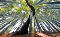 [포토] 맹종죽림에서 만난 공존·상생의 지혜