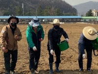 법원읍 파주형 마을살리기  해바라기 꽃밭 조성으로 시작