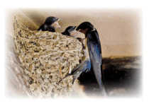 [마음의 창] 툇마루와 제비집